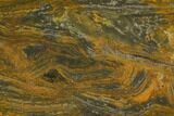 Polished, Mesoproterozoic Stromatolite (Conophyton) - Australia #150369-1